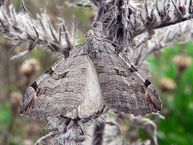Triple raie, apiocera plagiata