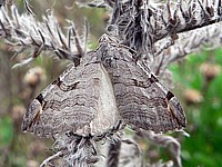 Triple raie, apiocera plagiata