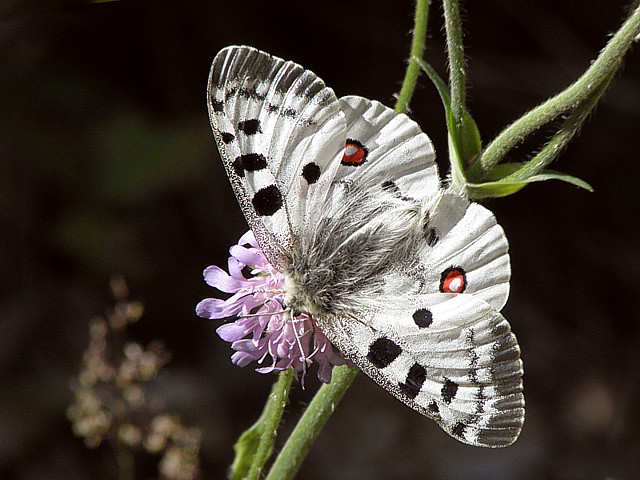 Apollon, parnassius apollo