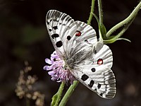 Apollon, parnassius apollo
