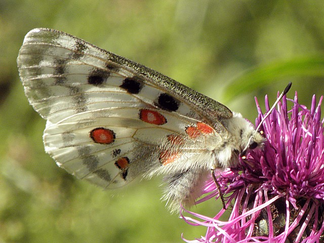 Apollon, ailes fermes