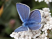 Argus bleu, mâle, polyommatus icarus