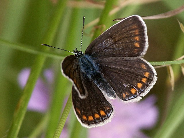 Argus bleu, femelle - polyommatus icarus