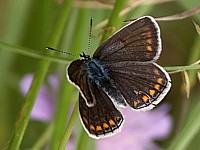 Argus bleu, femelle, polyommatus icarus