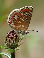 Argus bleu mâle, ailes fermées