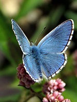 Argus bleu-céleste, polyommatus bellargus