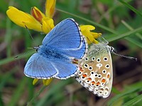 Argus bleu-céleste, polyommatus bellargus