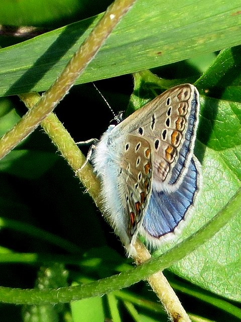 Argus bleu-céleste, polyommatus bellargus