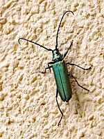 aromie musquée, aromia moschata