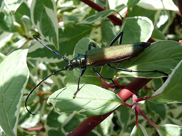 Aromie musquée, aromia moschata