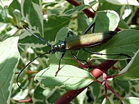 aromie musquée, aromia moschata