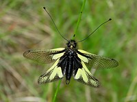 Ascalaphe soufré, libelloides coccaius