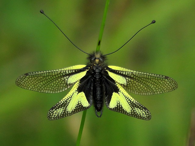 Ascalaphe soufr