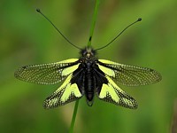 Ascalaphe soufré