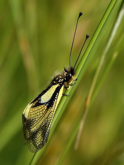 Ascalaphe, ailes fermes