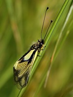 Ascalaphe soufré, libelloides coccaius