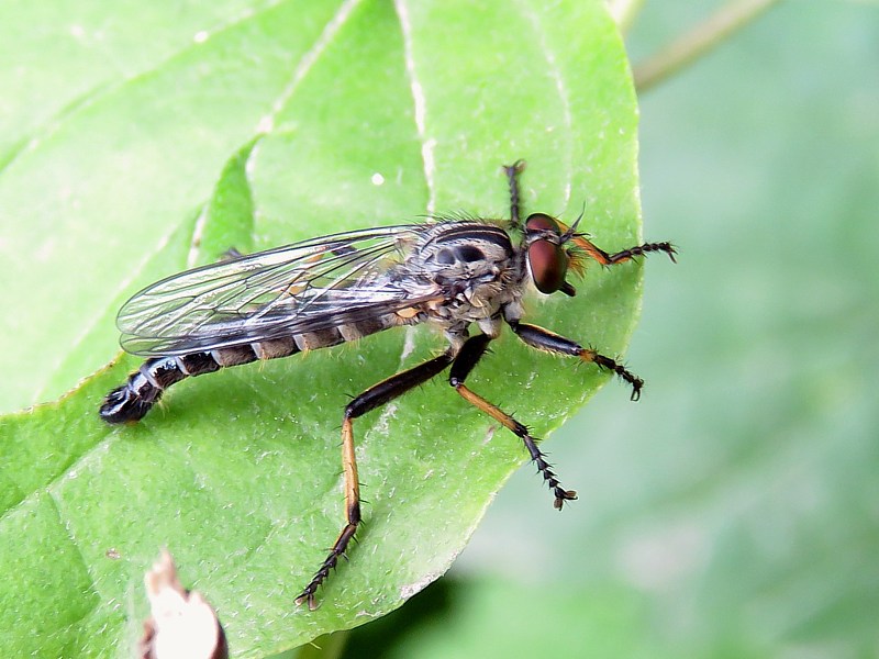 Asile  queue bleuie, neoitamus cyanurus