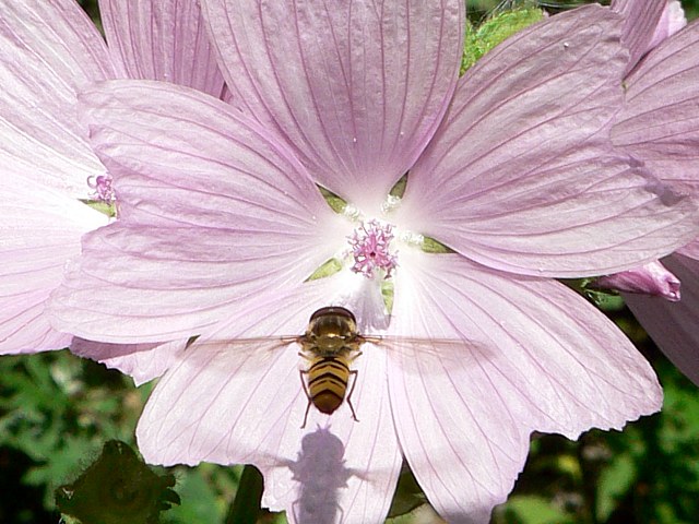 Syrphe en vol