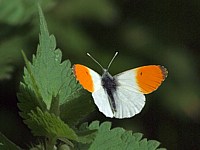 Aurore, anthocharis cardamines