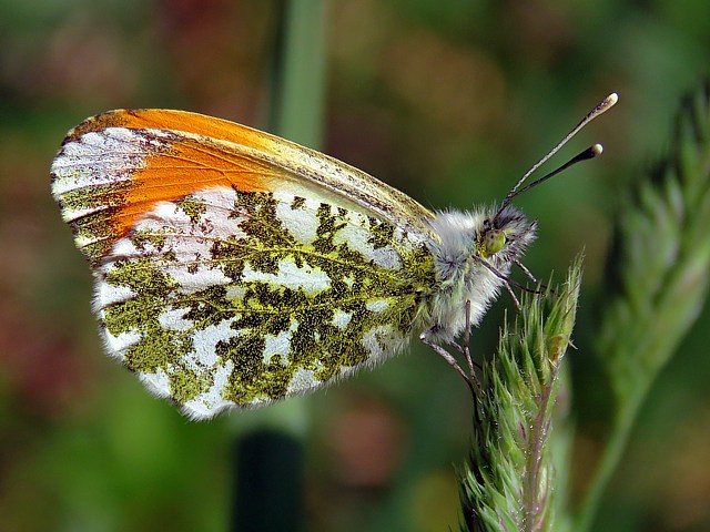 Aurore, ailes fermes