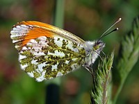 Aurore, ailes fermées