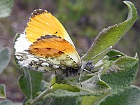 Aurore, ailes fermées