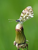 Femelle aurore, anthocharis cardamines