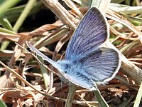 Demi-argus, azuré des Anthyllides