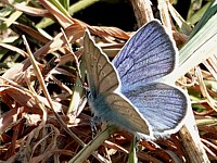 Demi-argus, cyaniris semiargus