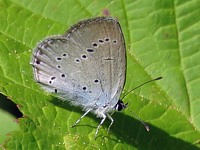Azuré de la faucille