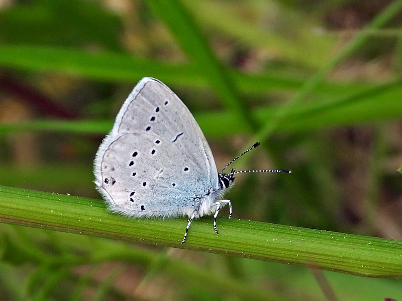 Azuré de la faucille