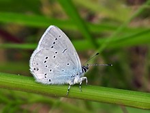 Azuré de la faucille