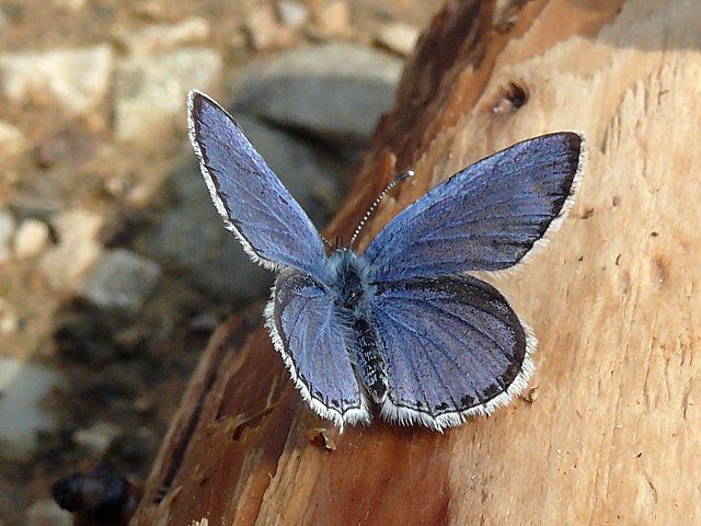 Azur des nerpruns, celastrina argiolus