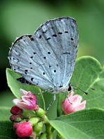 Azuré des nerpruns, celastrina argiolus