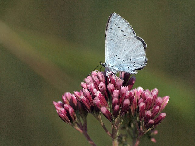 Azuré des nerpruns