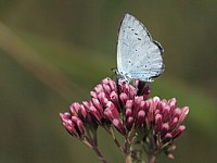 Azuré des nerpruns