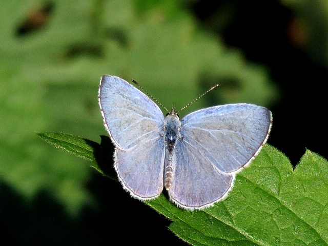Azuré des nerpruns, mâle