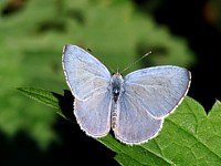 Azuré des nerpruns