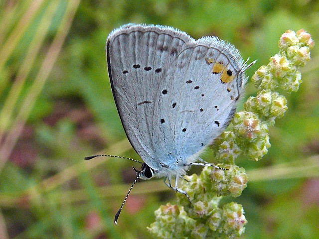 Azur du trfle, ailes fermes