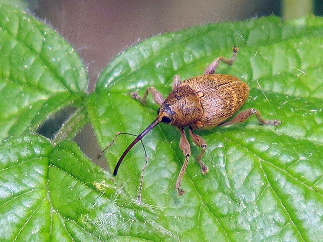 Balanin des noisettes, curculio nucum