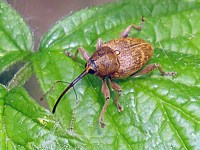 Balanin des noisettes, curculio nucum