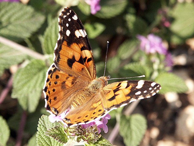 Belle-Dame, Vanesse des chardons, vanessa cardui
