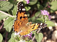 Vanesse des chardons ou belle-dame
