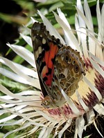 Vanesse des chardons, vanessa cardui