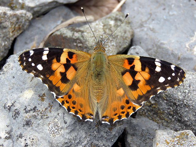 Belle-Dame, Vanesse des chardons, vanessa cardui