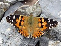 Vanesse des chardons ou Belle-dame