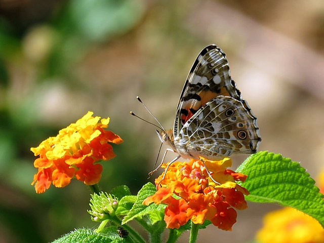Belle-Dame ou Vanesse des chardons
