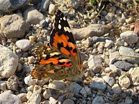 Vanesse des chardons ou belle-dame