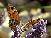 Vanesse des chardons, vanessa cardui
