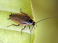 Blatte sylvestre, ectobius sylvestris